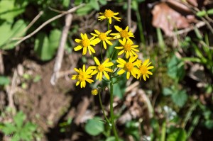 20150417-20150417-_DSC0001