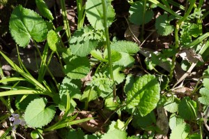 20150417-20150417-_DSC0002