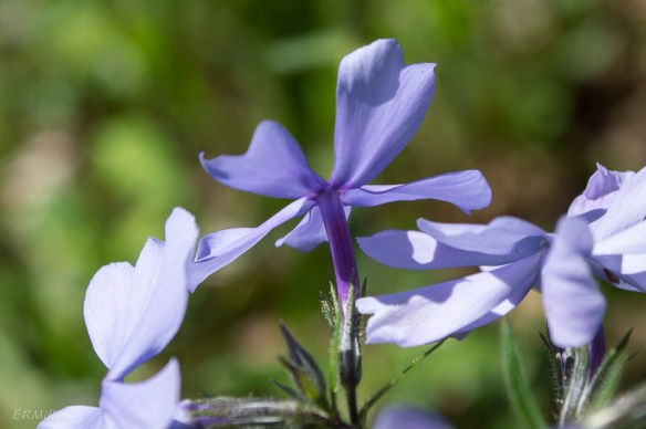 20150417-20150417-_DSC0015