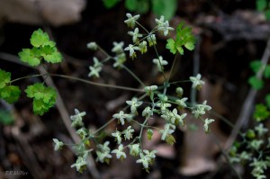 20150420-20150420-_DSC0033