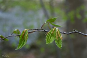 20150420-20150420-_DSC0106