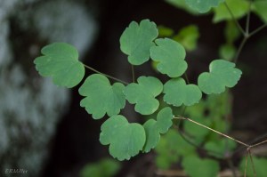 20150421-20150421-_DSC0046-2