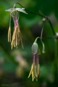 20150421-20150421-_DSC0072