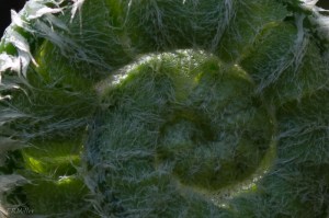 20150421-20150421-_DSC0095-2-2