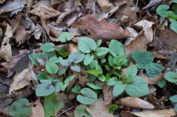 20150404-20150404-_DSC0018