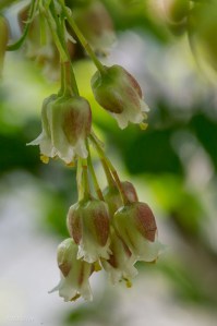 Flower of the Day: American Bladdernut | Elizabeth's Wildflower Blog