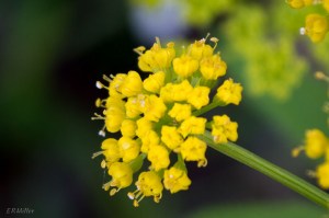 20150429-20150429-_DSC0024