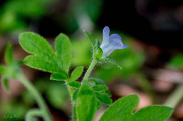 20150429-20150429-_DSC0091-2