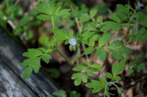 20150429-20150429-_DSC0095