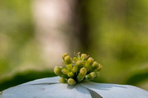 20150429-20150429-_DSC0117-2