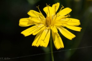 20150514-20150514-_DSC0078-2