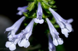 20150514-20150514-_DSC0112-2