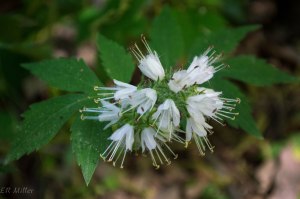 20150514-20150514-_DSC0181