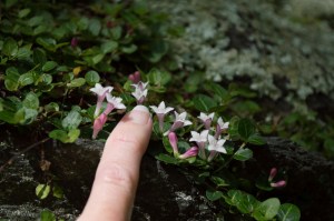 20150520-20150520-_DSC0052