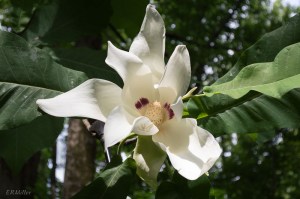 20150527-20150527-_DSC0032