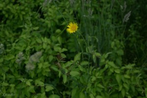 20150527-20150527-_DSC0048