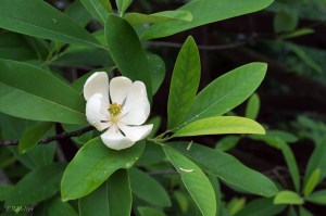 20150602-20150602-_DSC0001