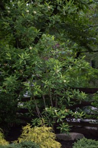 20150602-20150602-_DSC0020