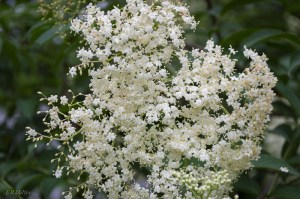 20150605-20150605-_DSC0008