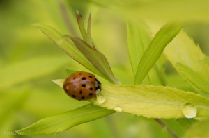 20150605-20150605-_DSC0012