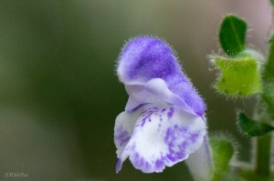 20150610-20150610-_DSC0007