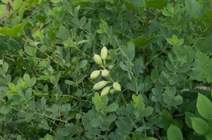 20150610-20150610-_DSC0049