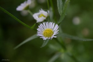 20150610-20150610-_DSC0103