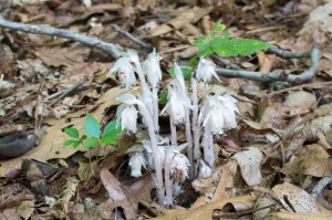 20150612-20150612-_DSC0006