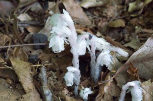 20150612-20150612-_DSC0011