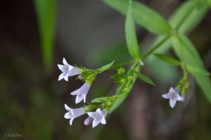 20150612-20150612-_DSC0029