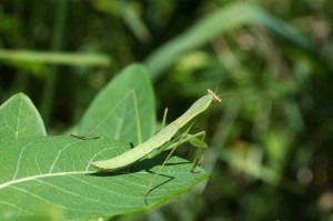 20150616-20150616-_DSC0006