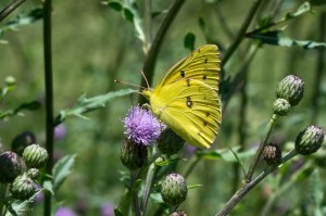 20150616-20150616-_DSC0048