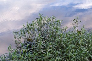 20150616-20150616-_DSC0098