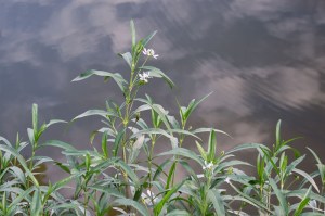 20150616-20150616-_DSC0101