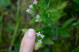 20150617-20150617-_DSC0022