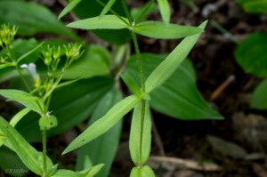 20150617-20150617-_DSC0069-2