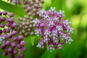 20150623-20150623-_DSC0134