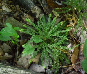 20140605-20140605-DSC_0034-2