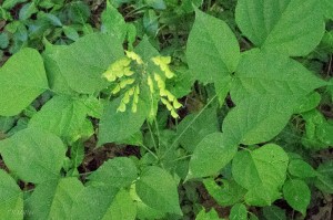 20140725-20140725-DSC_0279-2