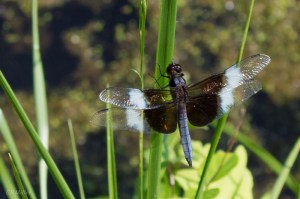 20150612-20150612-_DSC0024