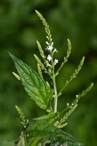 20150623-20150623-_DSC0046