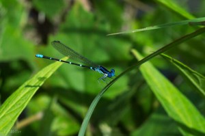 20150623-20150623-_DSC0098