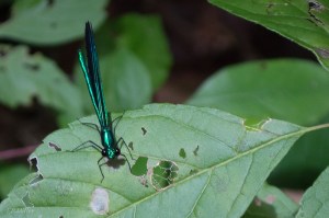 20150628-20150628-_DSC0015