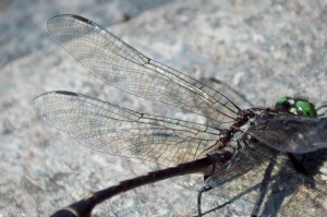 20150629-20150629-_DSC0110