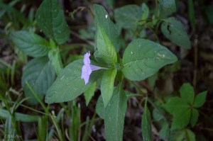 20150629-20150629-_DSC0187