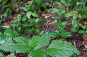 20150707-20150707-_DSC0011