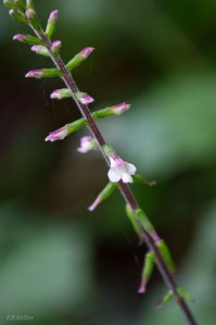 20150707-20150707-_DSC0019