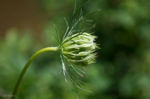 20150707-20150707-_DSC0090