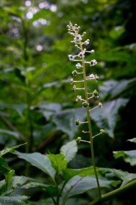 20150707-20150707-_DSC0104