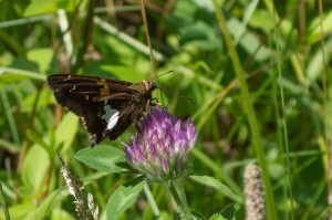 20150710-20150710-_DSC0060